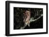 Owl-Lakeview Images-Framed Photographic Print