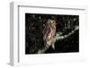 Owl-Lakeview Images-Framed Photographic Print