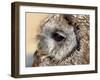 Owl-victorburnside-Framed Photographic Print