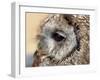Owl-victorburnside-Framed Photographic Print
