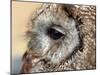 Owl-victorburnside-Mounted Photographic Print