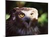 Owl-WizData-Mounted Photographic Print