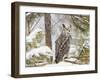Owl-null-Framed Photographic Print