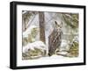 Owl-null-Framed Photographic Print