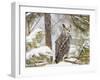 Owl-null-Framed Photographic Print