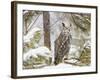 Owl-null-Framed Photographic Print