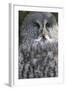 Owl-null-Framed Photographic Print