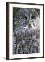 Owl-null-Framed Photographic Print