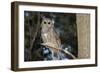 Owl-null-Framed Photographic Print