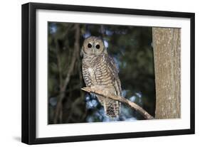 Owl-null-Framed Photographic Print