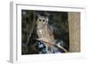 Owl-null-Framed Photographic Print