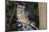 Owl-null-Mounted Photographic Print