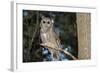 Owl-null-Framed Photographic Print