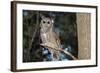 Owl-null-Framed Photographic Print