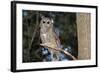 Owl-null-Framed Photographic Print