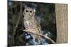 Owl-null-Mounted Photographic Print