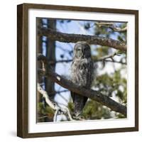 Owl-null-Framed Photographic Print