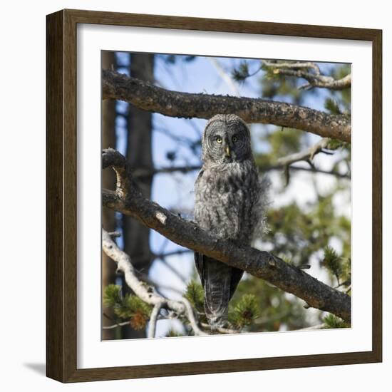 Owl-null-Framed Photographic Print