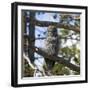 Owl-null-Framed Photographic Print