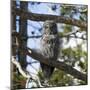 Owl-null-Mounted Photographic Print