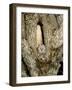 Owl-null-Framed Photographic Print