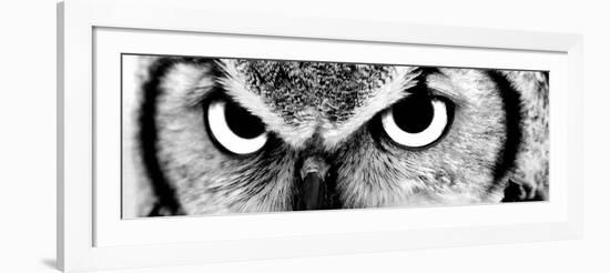 Owl-PhotoINC-Framed Photographic Print