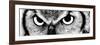 Owl-PhotoINC-Framed Photographic Print