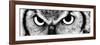 Owl-PhotoINC-Framed Photographic Print