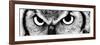 Owl-PhotoINC-Framed Photographic Print