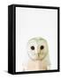 Owl-Tai Prints-Framed Stretched Canvas