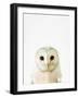 Owl-Tai Prints-Framed Photographic Print