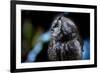 Owl-Reiner Bernhardt-Framed Photographic Print