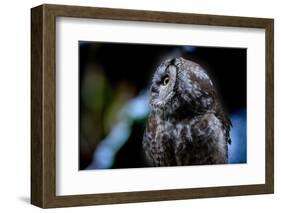 Owl-Reiner Bernhardt-Framed Photographic Print