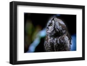 Owl-Reiner Bernhardt-Framed Photographic Print