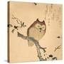 Owl-null-Stretched Canvas