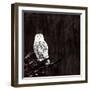 Owl-Paul Ngo-Framed Giclee Print