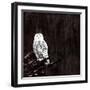 Owl-Paul Ngo-Framed Giclee Print