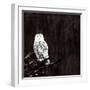 Owl-Paul Ngo-Framed Giclee Print