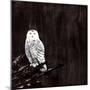 Owl-Paul Ngo-Mounted Giclee Print