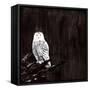 Owl-Paul Ngo-Framed Stretched Canvas