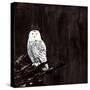 Owl-Paul Ngo-Stretched Canvas