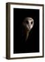 Owl-Incado-Framed Photographic Print