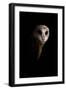 Owl-Incado-Framed Photographic Print