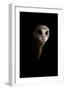 Owl-Incado-Framed Photographic Print