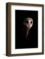 Owl-Incado-Framed Photographic Print