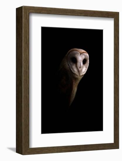 Owl-Incado-Framed Photographic Print