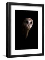 Owl-Incado-Framed Photographic Print