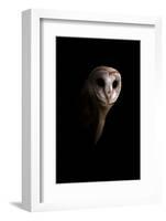 Owl-Incado-Framed Photographic Print