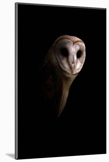 Owl-Incado-Mounted Photographic Print