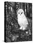 Owl-Geraldine Aikman-Stretched Canvas